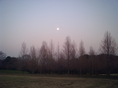 2014/03/15_月と木