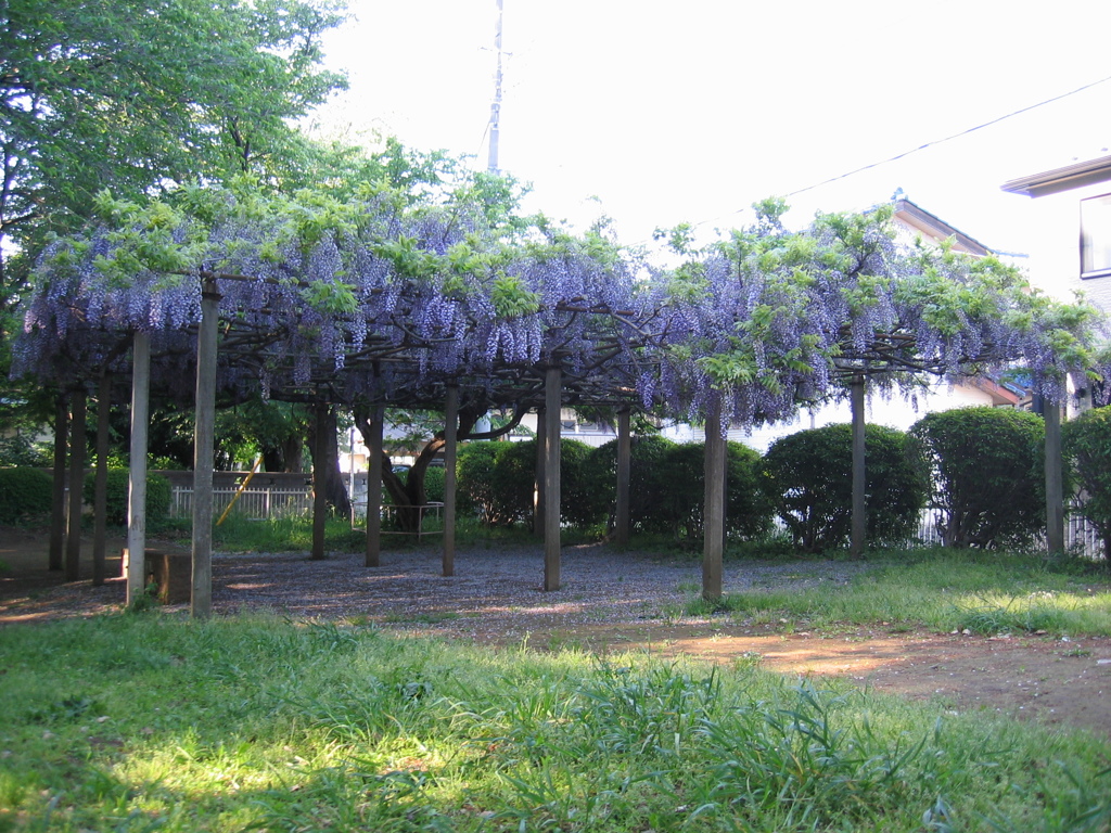 2017/05/04_氷川児童公園の藤