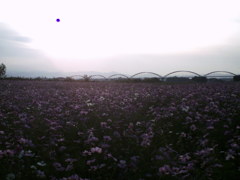 2015/11/01_夕暮れの吹上コスモス畑