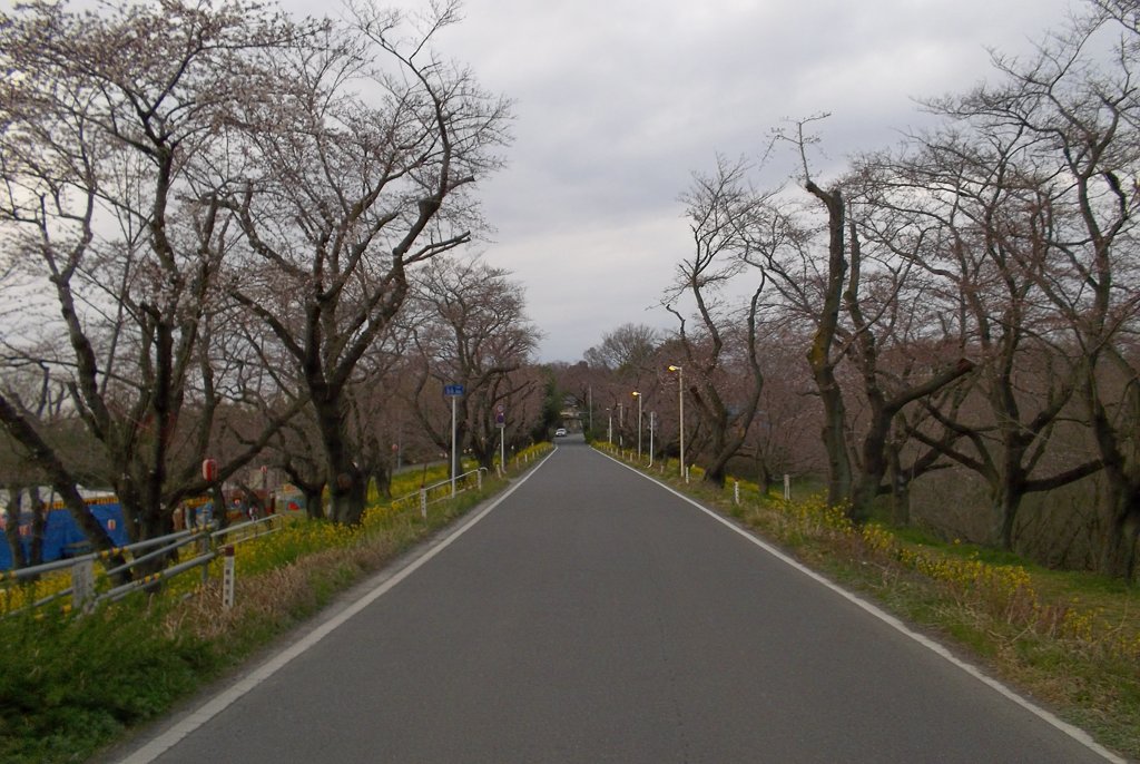 2016/03/27_城ヶ谷堤