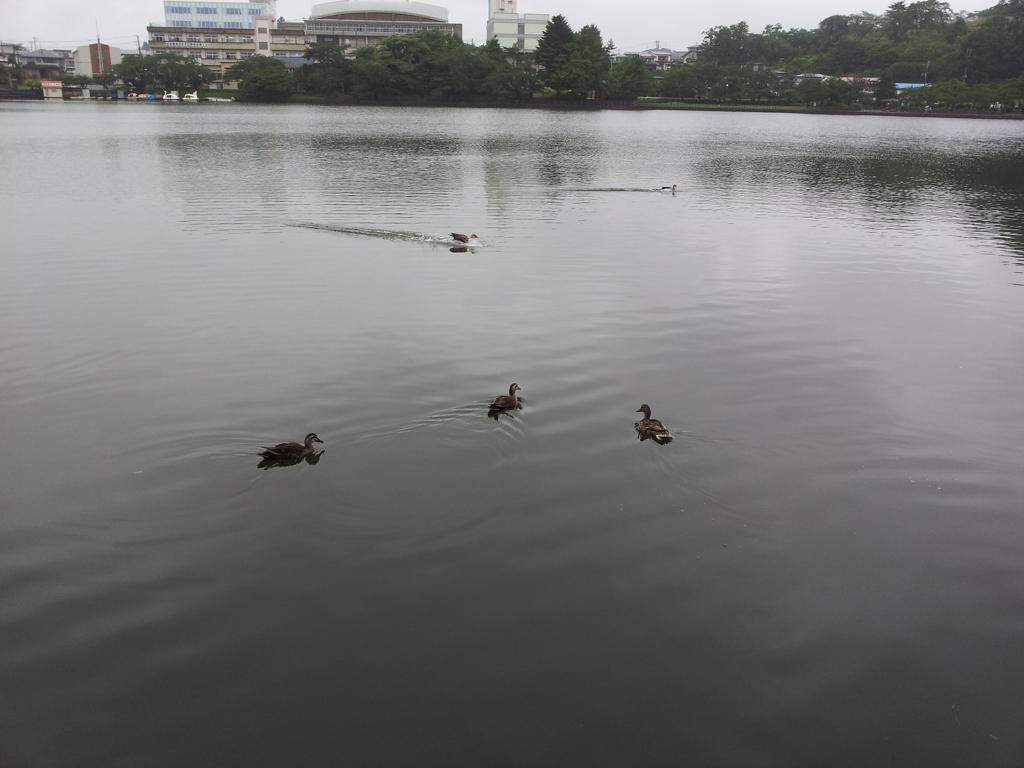 2016/07/17_高松公園 高松ノ池