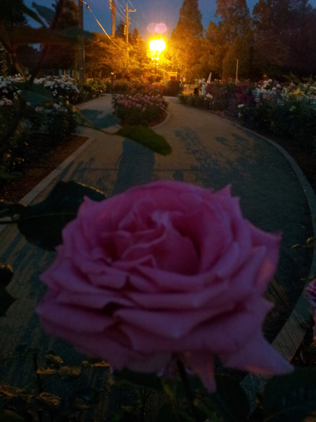 2016/05/29_夜の伊奈バラ園