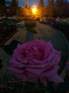 2016/05/29_夜の伊奈バラ園