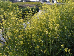 2017/04/16_元荒川の菜の花