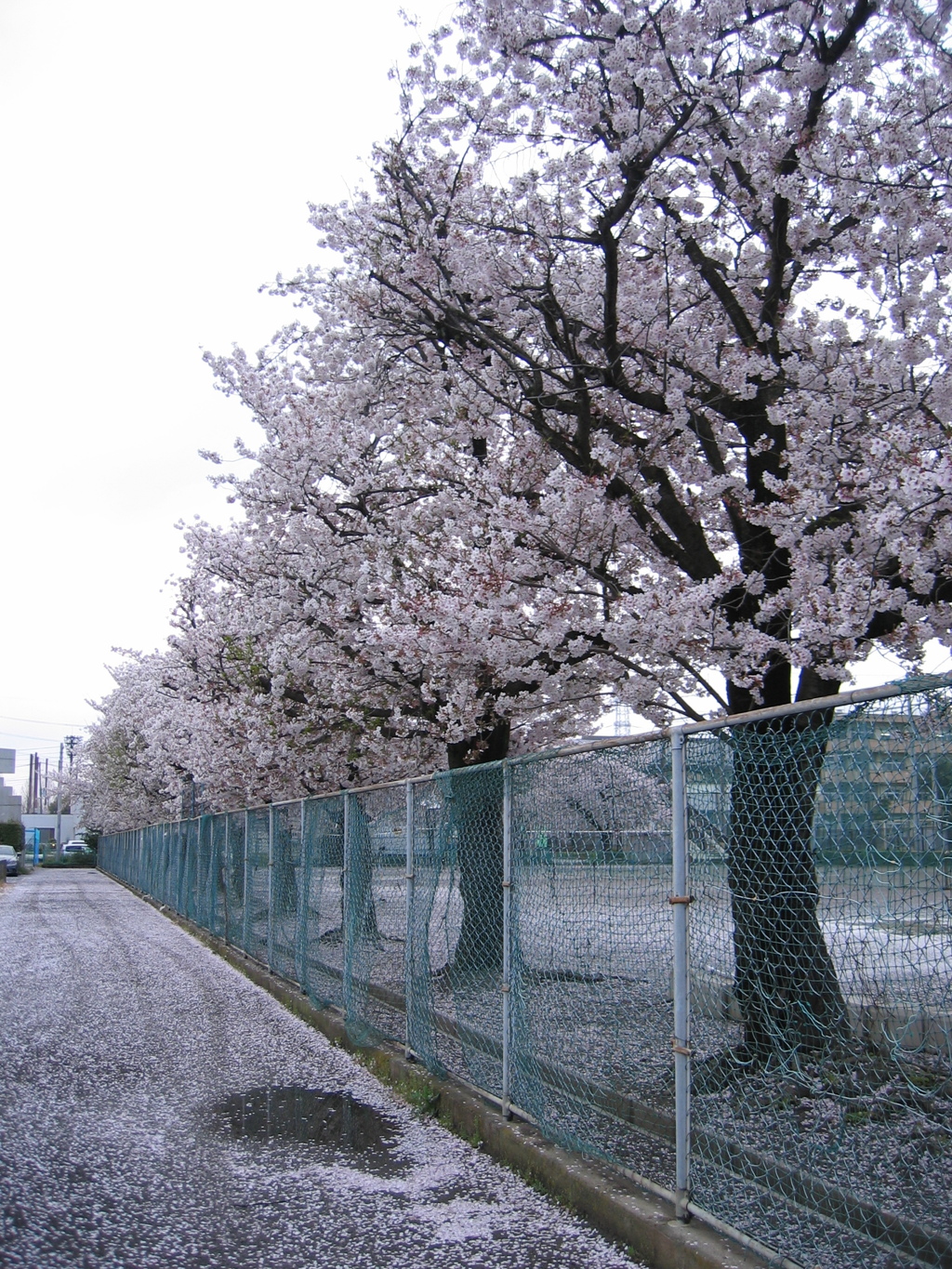 2017/04/09_曇天の桜