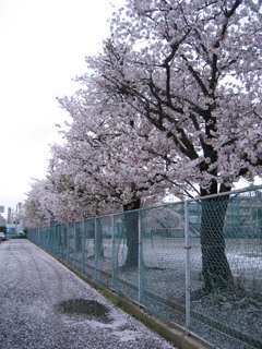 2017/04/09_曇天の桜