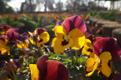 2016/03/19_花の丘農林公苑のビオラ