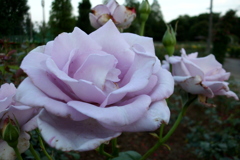 2016/06/18_伊奈バラ園の薔薇