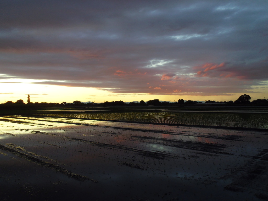 2017/06/04_水田の夕暮れ