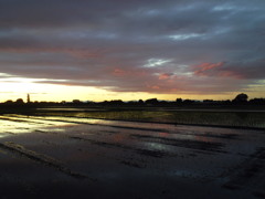 2017/06/04_水田の夕暮れ