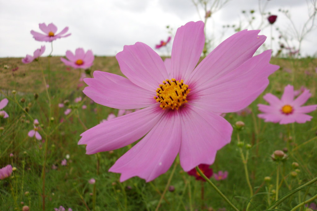 2014/09/27_コスモス