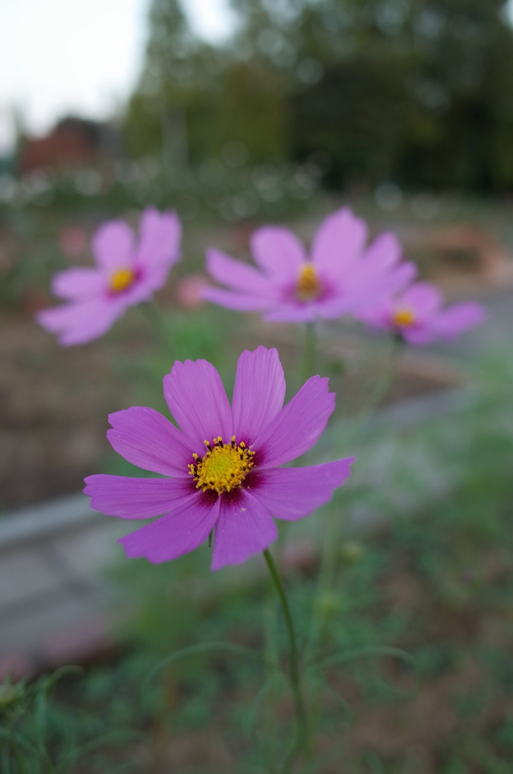 2015/10/18_伊奈バラ園のコスモス