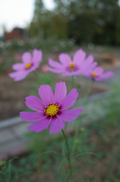 2015/10/18_伊奈バラ園のコスモス