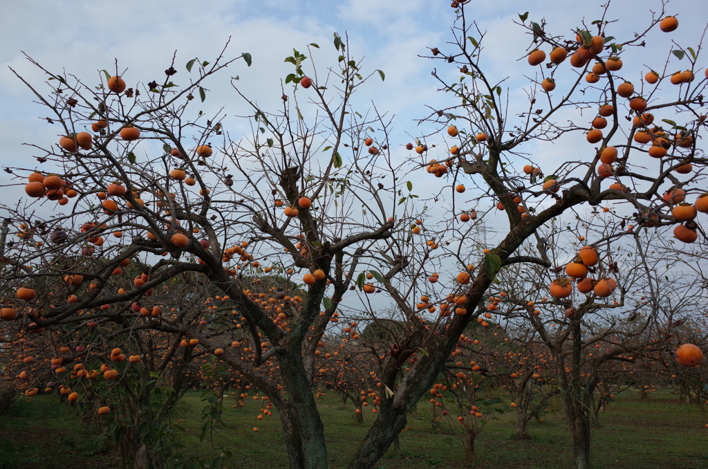 2014/10/12_柿畑