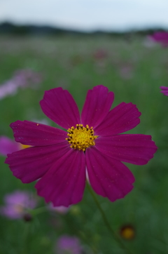 2016/09/10_巾着田のコスモス