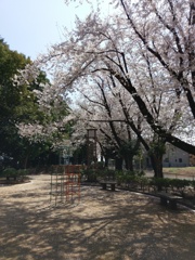2019/04/06_氷川児童公園の桜