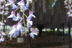 2016/05/07_玉敷公園の藤