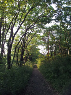 2016/04/30_トロッコ公園の木立ち