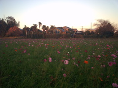 2015/10/25_夕暮れの蓮田駒崎コスモス畑