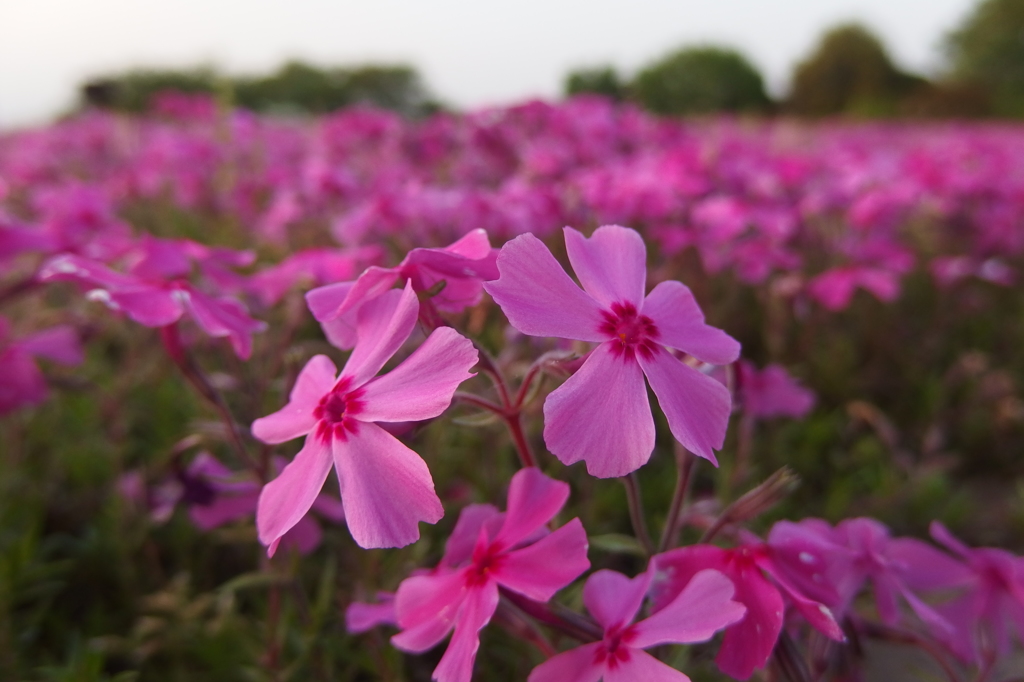 2015/04/25_花の丘農林公苑の芝桜
