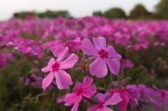 2015/04/25_花の丘農林公苑の芝桜