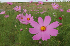 2014/09/27_コスモス