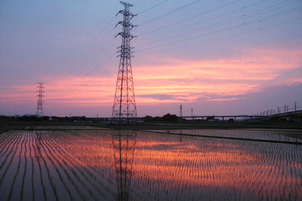 2015/06/14_水田の夕暮れ