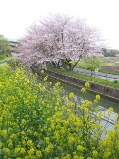 2016/04/10_見沼代用水の桜と菜の花