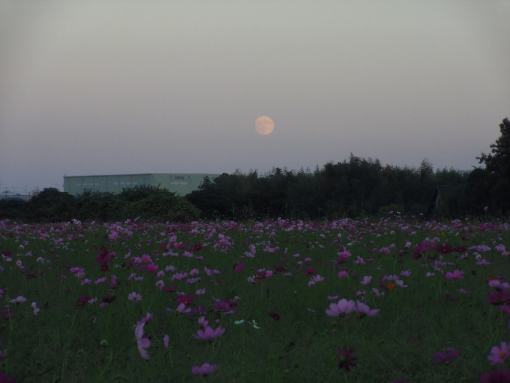 2016/10/15_蓮田駒崎コスモス畑に月