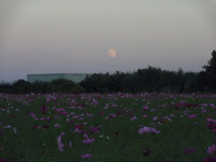 2016/10/15_蓮田駒崎コスモス畑に月