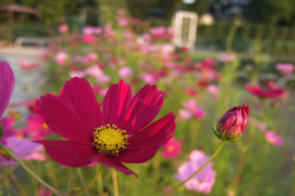 2014/06/14_伊奈バラ園のコスモス