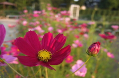 2014/06/14_伊奈バラ園のコスモス
