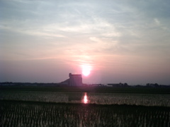 2015/07/12_水田の夕暮れ