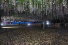 2016/05/07_玉敷公園の夕暮れ藤