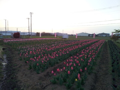 2016/04/10_夕暮れの花のオアシス