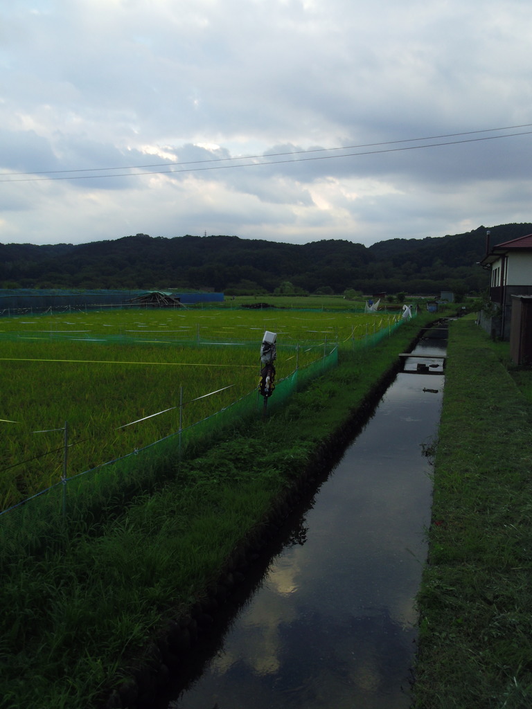 2016/09/10_夕暮れの巾着田
