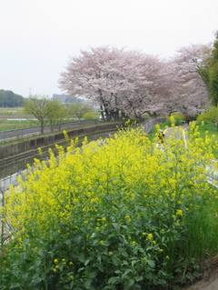 2016/04/10_見沼代用水の桜と菜の花