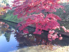 2016/11/14_弘前公園 中濠の紅葉