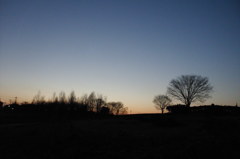 2014/03/15_夕暮れの木