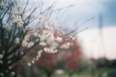 2016/02/14_花の丘農林公苑の白梅