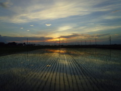 2017/07/02_水田の夕暮れ