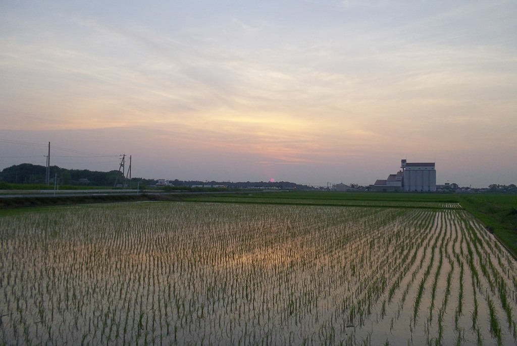 2015/07/12_水田の夕暮れ