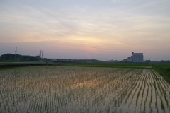 2015/07/12_水田の夕暮れ