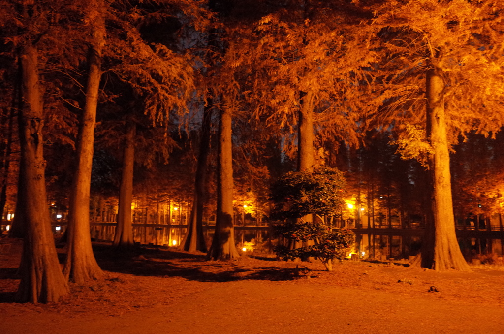 2014/11/24_夜の別所沼公園