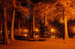 2014/11/24_夜の別所沼公園