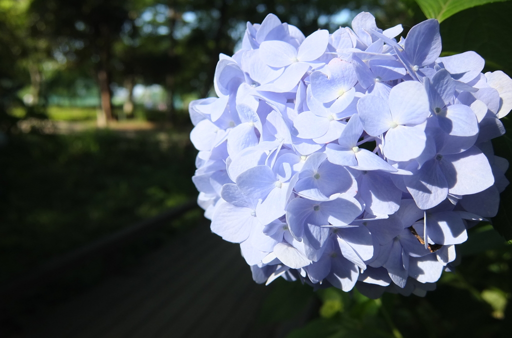 2014/06/15_伊奈アジサイ園