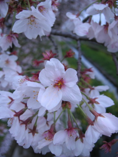 2017/04/09_芝川の桜