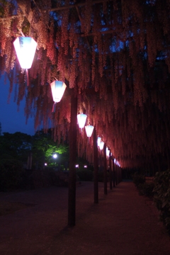 2016/05/07_玉敷公園の夜藤