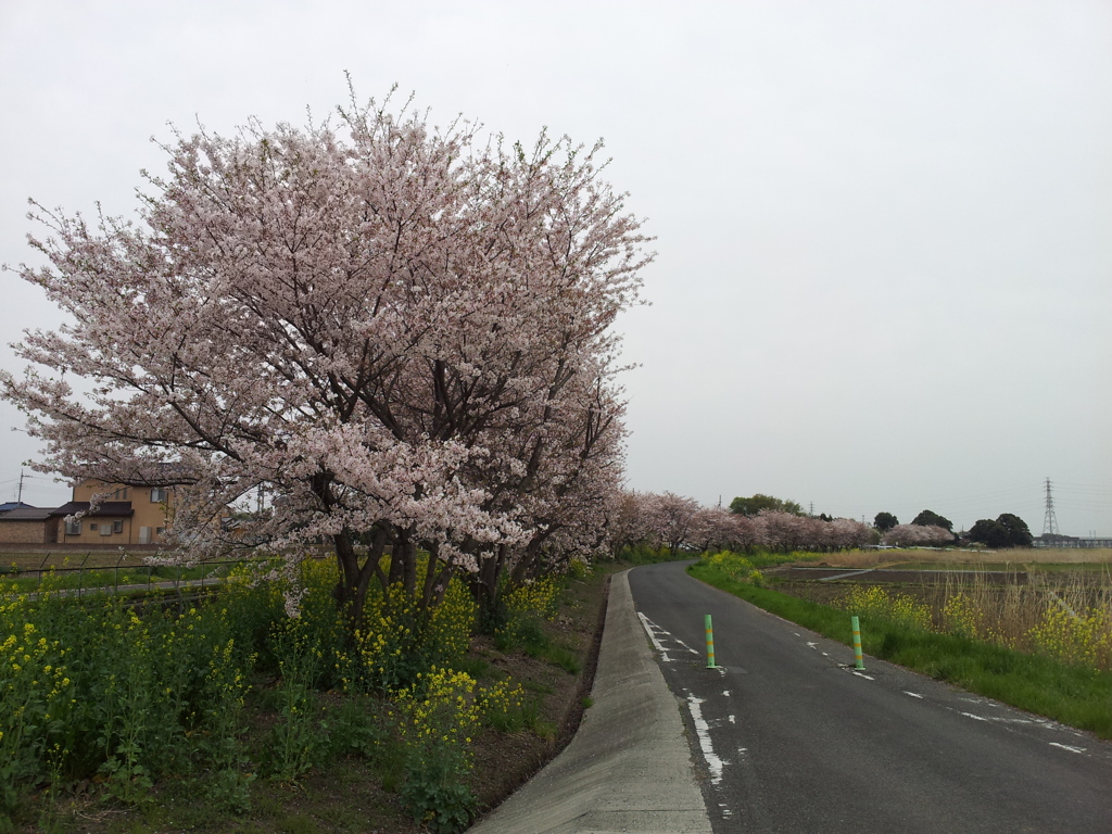 2016/04/10_見沼代用水の桜と菜の花