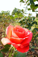 2014/06/15_伊奈バラ園